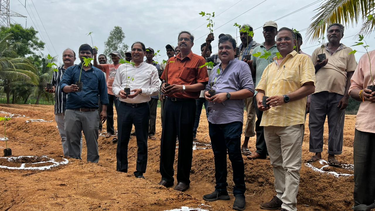 “Papaya plantation drive taken up at RINL”